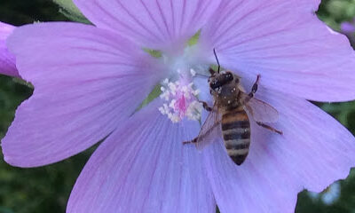 Hansen Honey Farm