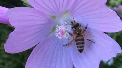 Hansen Honey Farm