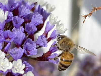 Pure Valley Honey Bees