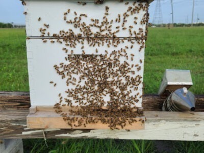 Renegade Bee Company LLC