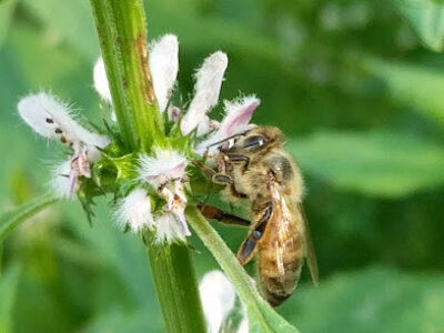 Vermillion Creek Honey Company