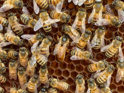Bella Rosa Honey Bee Farm