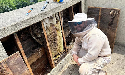 Foothills Bee Company