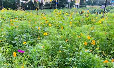 The Good Food Farm