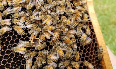 Appalachian Bee Farm