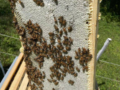 Middle Creek Honey