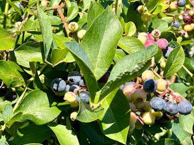 Sweet Velo Blue U-pick blueberry farm