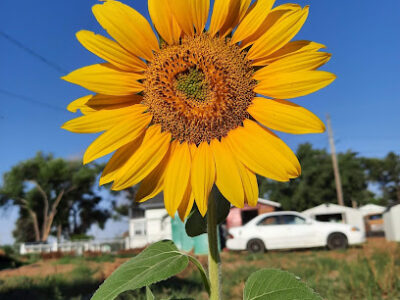 Sun Mountain Honey