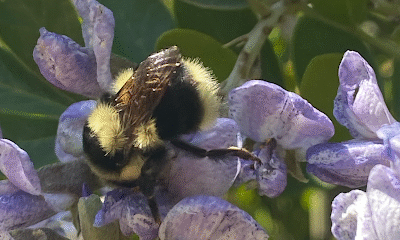 Bee Bustin