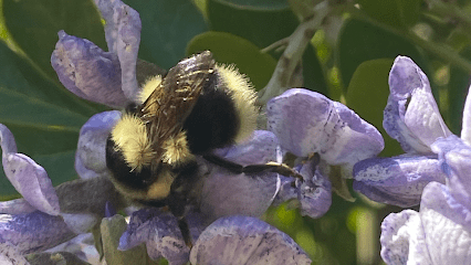 Bee Bustin