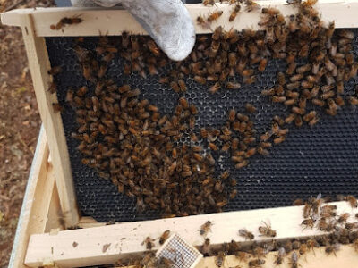 Gee's Bees