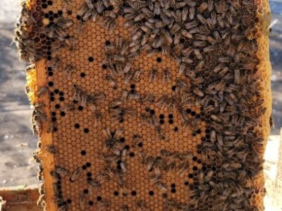 Honey River LLC- beekeeping