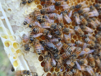 Golden Apiaries