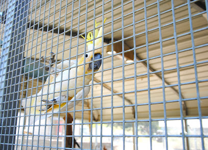 Feathered Friends Forever