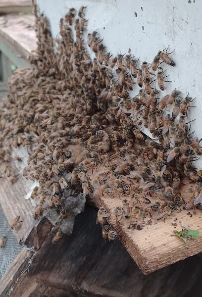 The Bee Wrangler