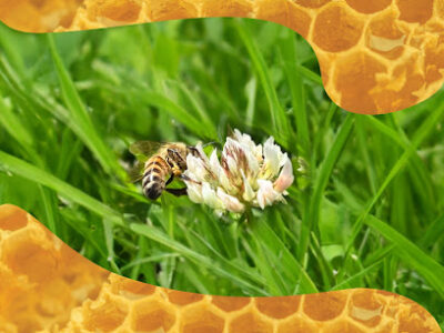 Craz-E-Bees