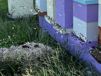 Highland Hills Apiary