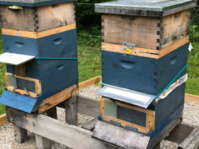 Hive Jive