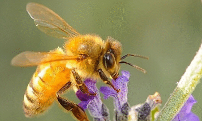 A Central Mississippi Honeybee Removal And Rescue