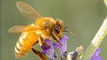 A Central Mississippi Honeybee Removal And Rescue