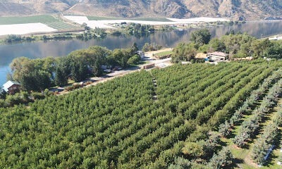 Allview Orchards