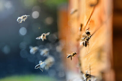 The Honey Hut