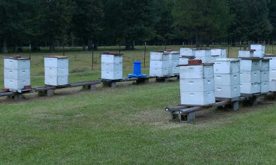 O'Neill's Apiary