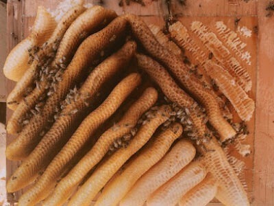 Kendrick Beekeeping