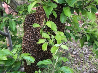 Bee Team