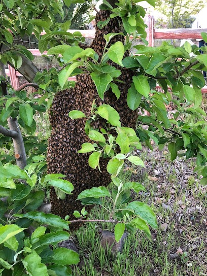 Bee Team