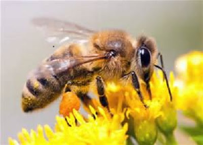 Love4Bees, LLC