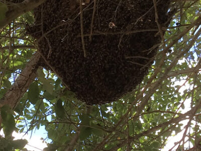 Affordable Bee and Critter Solutions