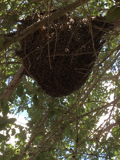 Affordable Bee and Critter Solutions