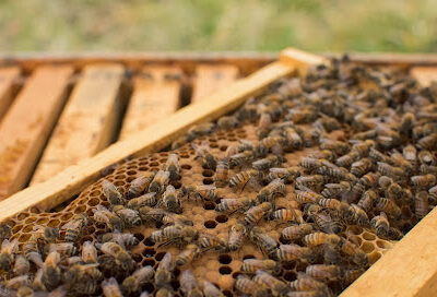 Couple of Bees LLC