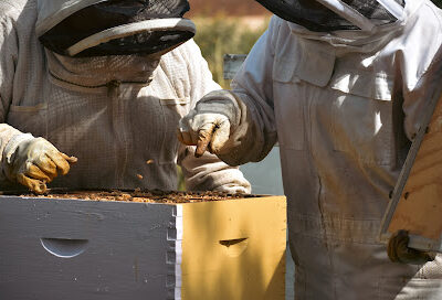Two Chicks Apiary