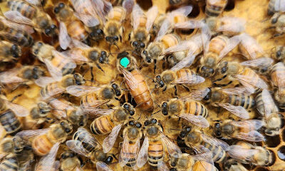 Kimrey's CrickBottom Bees