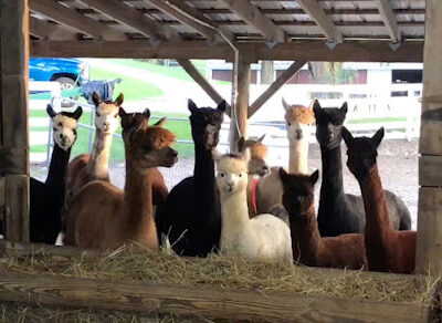 Count Your Blessings Alpacas and Shearing services
