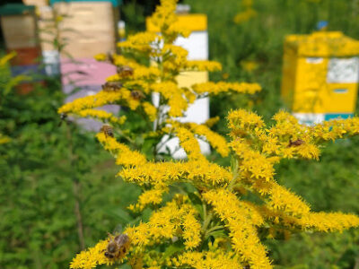 Pepperell Bees & Honey