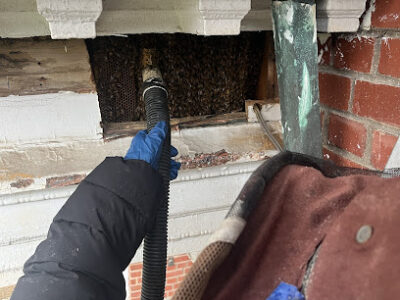 Carolina Bee Rescue
