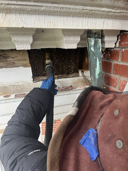 Carolina Bee Rescue
