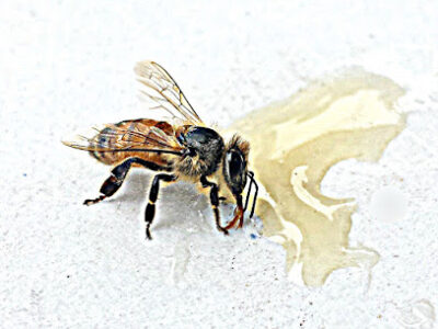 Williams Honey Bees
