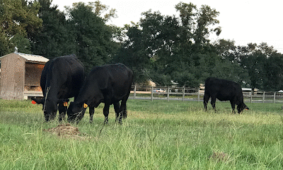 Blessings Ranch (Formerly Aitken Farm & Ranch)