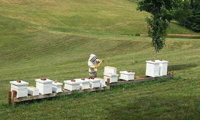 Battle Creek Honey Bees, LLC