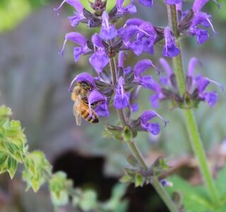 Sticky Acres Honey