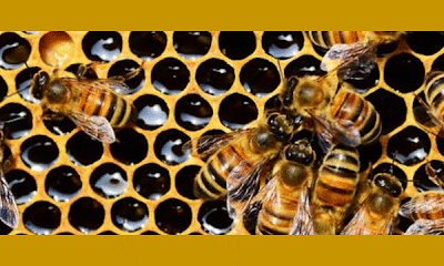 Paxtang Pollinators
