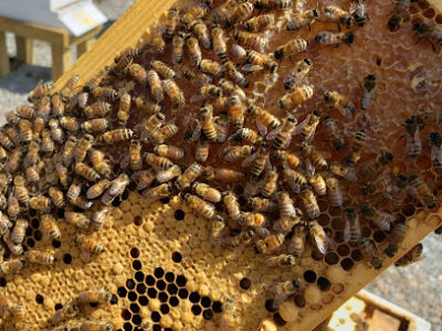 Bitler Farms Apiary