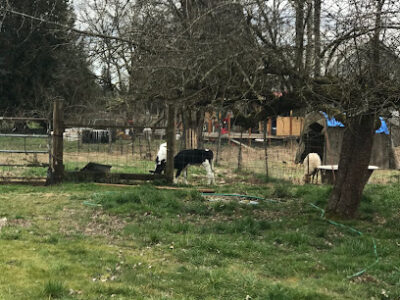 Old Cowlitz Landing Farm