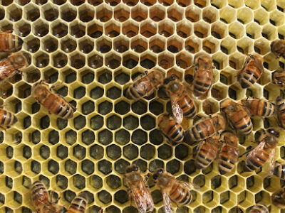 Maui Beekeeper