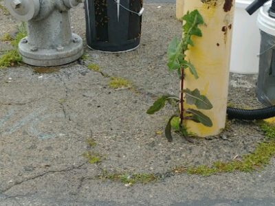 Castillo's Crazy Bees