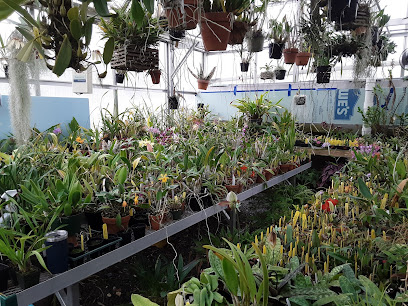 Wade's Orchids